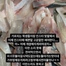 오징어바다 네이버블로그