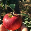 양구농장 이미지