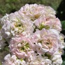 그린엘프 이미지