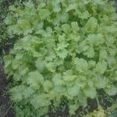 비전농장 이미지