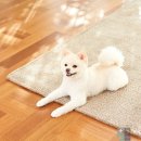 대전종합동물병원 이미지