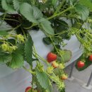 용소막농장 이미지