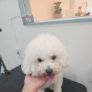 애견미용실 이미지