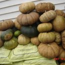 미진건강원 이미지