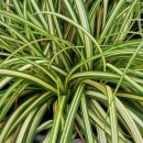 맥심 커피믹스와 화초교환 이미지