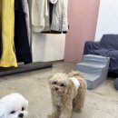 펫밀리쌀롱 이미지