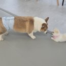 놀다올개 이미지