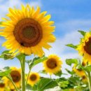 해바라기의꿈 이미지