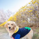 알레스메디 | 2019.03.29 - 골든리트리버 최꼬미 at SETEC 서울 케이펫페어 2019