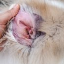 해오름 동물병원 이미지