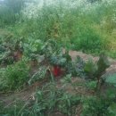 자생초농장 이미지