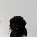 퍼피플라워 이미지