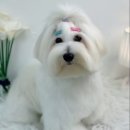 단비네펫살롱 이미지