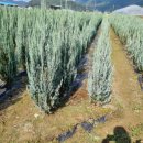 삼룡농장 이미지