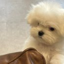 봄 펫살롱 이미지