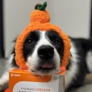 (주)대웅펫 이미지