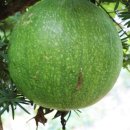 지천농장 이미지