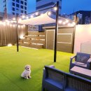 부산애견 이미지