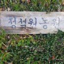 정석원농원 | (공유) 감귤따기체험 맛있는감귤 정석원귤농원 후기글