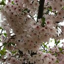 승학공원 Daum카페