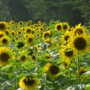 sun바라기