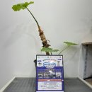 마이리틀프렌드 강남점 이미지