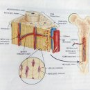뼈의 기본 구조 순서 이미지