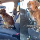 데려가개 이미지