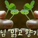맑고 향기롭게 이미지