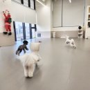 개라데이션 이미지