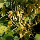 파주장단통일촌콩영농조합법인 이미지