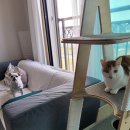 하모리-12 이미지