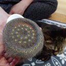 쭈니쭈니 펫살롱 | 고양이 털 관리 기본은 빗질 자주 하기!