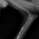 의정부 24시 IU 동물병원 이미지