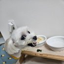 퍼피야미 이미지