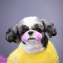 멍멍뷰티 이미지