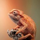 카멜레온 이미지