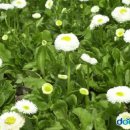 데이지데이 이미지