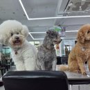 아잉독 애견카페 이미지