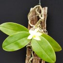 Phalaenopsis bellina var.alba 이미지