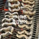 가나다온철갑상어
