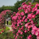 고요한꽃뜰 이미지