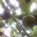 돌배효소 만들기와 효능 이미지