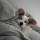 독클래스 | 이태원 강아지학교 독클래스 반려견교육 후기