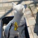 마이 비러브드 퍼피 이미지