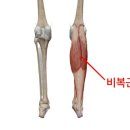 프로 팰리스 짐 이미지