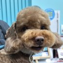 대남대로 | 광주 남구 개 편하게 미용 잘하는 곳 '비숑다움' | 푸들 미용 후기