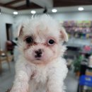 똥깡아지애견샵 이미지