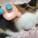 멍냥이무인마켓 - 파주시 경의로 1102 | 멍냥이무인마켓