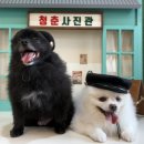 드라마촬영장 | 순천 여행 - 드라마촬영장 애견동반 후기